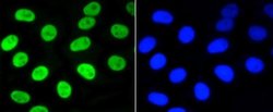 Nrf2, p Ser40 Antibody (SU0334), Novus Biologicals 100&mu;L:Antibodies,
